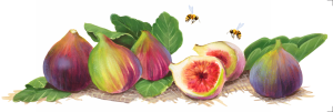 Transfer OPA 3826 - Frutas Figos - 10x30 cm