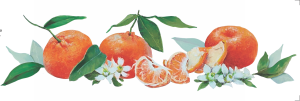 Transfer OPA 3827 - Frutas Ponkans - 10x30 cm