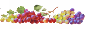 Transfer OPA 3829 - Frutas Uvas - 10x30 cm