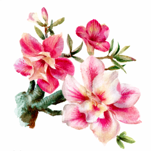 Transfer OPA 3854 - Flor Rosa Do Deserto - 10x10 cm